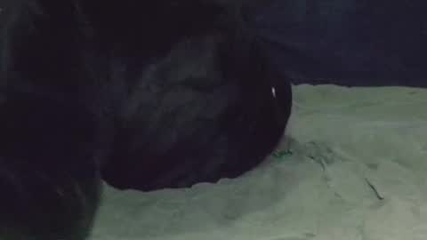 Snapshot of nightqueen69 chatting on March 2025 05:07:01 AM Watch us Fuck online show from March 2025 05:07:01 AM