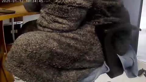 nineinchhard online show from January 2025 10:34:02 AM