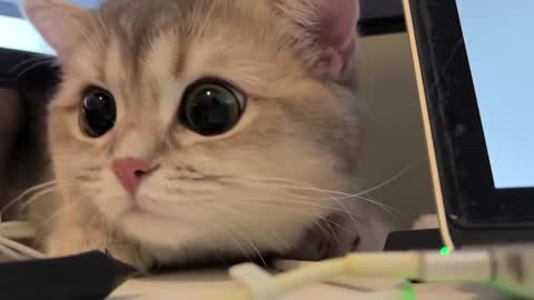 Sun or Luna online show from February 2025 08:25:02 PM