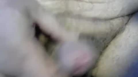 ogasmbyoral online show from December 2024 12:47:01 PM