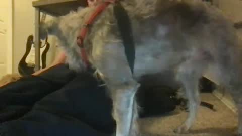 rossignol online show from January 2025 04:44:02 AM