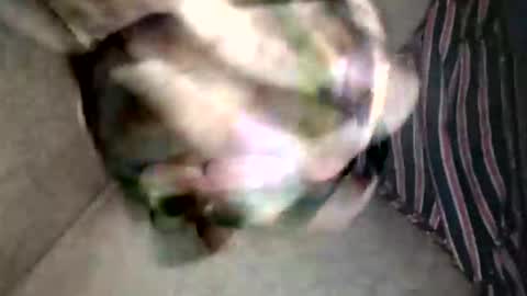 Snapshot of pacho_007 chatting on February 2026 03:13:02 AM Superfeno online show from February 2026 03:13:02 AM