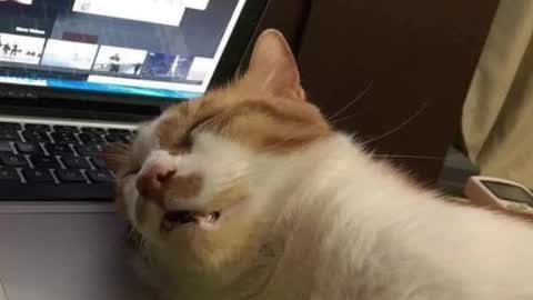 Pam online show from March 2025 05:32:01 AM