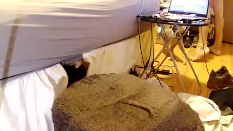 papabearbackdoor online show from July 2026 01:58:01 AM