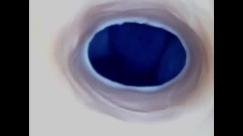 Snapshot of paulainoscente chatting on January 2025 10:08:01 AM Paula 18 Aninhos online show from January 2025 10:08:01 AM