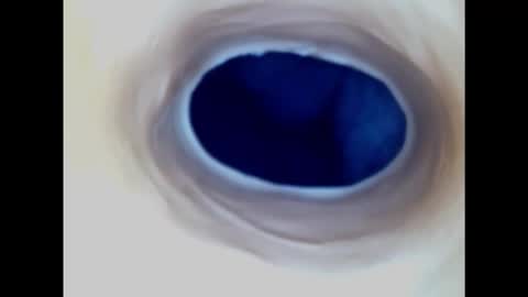 Snapshot of paulainoscente chatting on March 2025 02:19:02 AM Paula 18 Aninhos online show from March 2025 02:19:02 AM