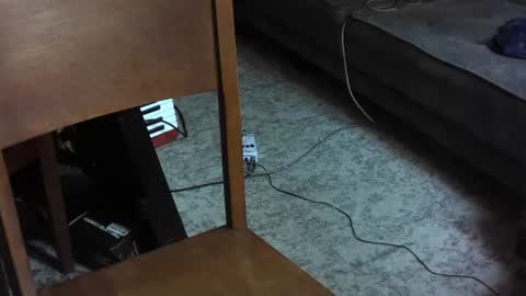 Snapshot of pigs_in_space chatting on July 2026 11:52:01 AM pigs_in_space online show from July 2026 11:52:01 AM