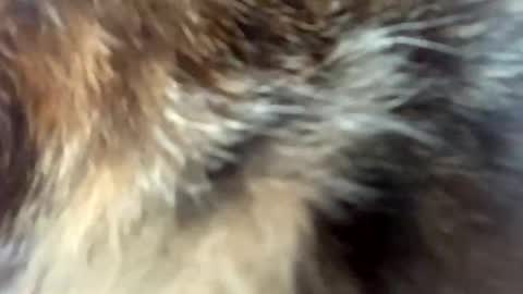 sweet angel baby  online show from April 2026 12:03:02 PM