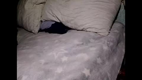 pollachico online show from November 2025 08:06:02 AM