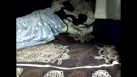 pollachico online show from February 2026 08:32:01 AM