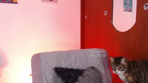 raventh_ online show from July 2026 05:57:01 AM