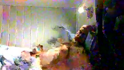 Snapshot of real_viking1 chatting on December 2025 07:58:01 AM real_viking1 online show from December 2025 07:58:01 AM