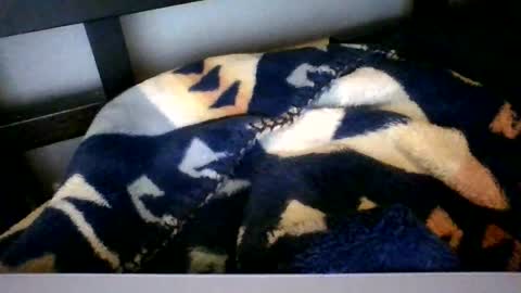 Snapshot of royboy2561 chatting on February 2026 09:45:01 AM Roy Murrin online show from February 2026 09:45:01 AM