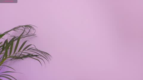 Scarlet online show from July 2026 11:38:02 AM