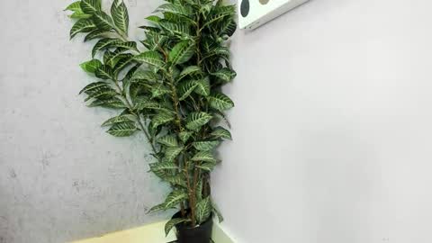 Scarlett 3 online show from February 2026 03:05:01 AM