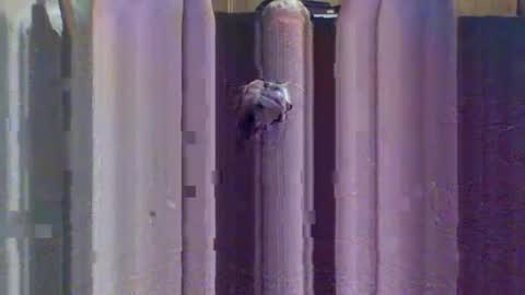 sexybeast_2 online show from September 2025 11:43:02 AM