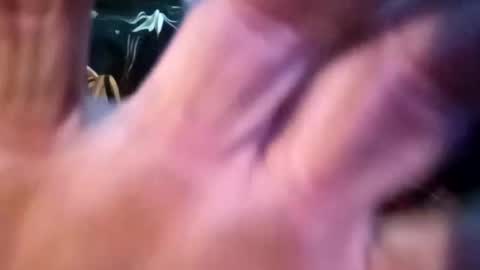 Snapshot of sharoc666 chatting on February 2025 12:55:02 PM Shamroc online show from February 2025 12:55:02 PM