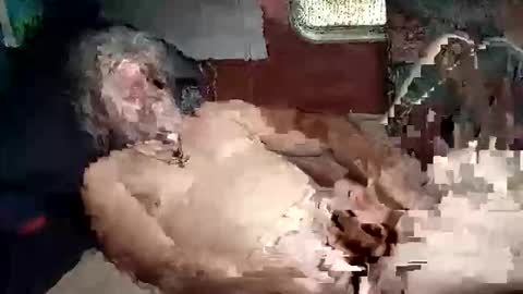 Snapshot of sharoc666 chatting on March 2026 02:02:02 PM Shamroc online show from March 2026 02:02:02 PM