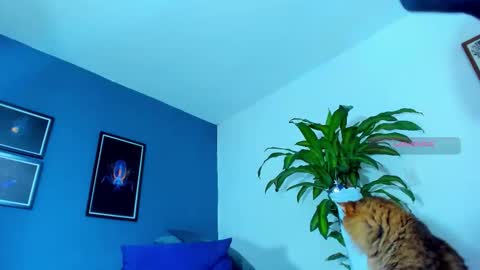 silvabranko online show from November 2025 12:12:01 AM