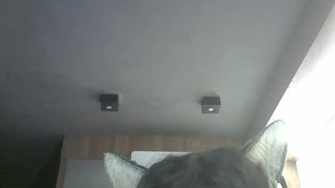 skinnykittencam online show from May 2026 11:51:02 AM