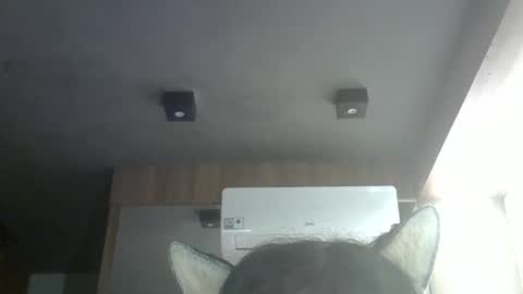 skinnykittencam online show from May 2026 10:36:01 AM