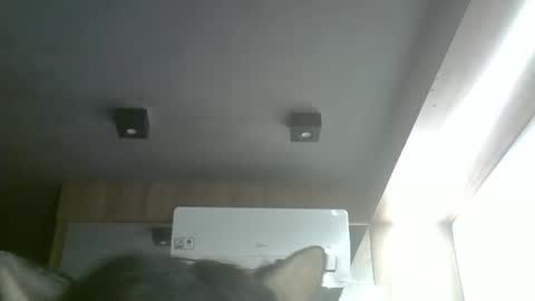 skinnykittencam online show from May 2026 11:17:01 AM