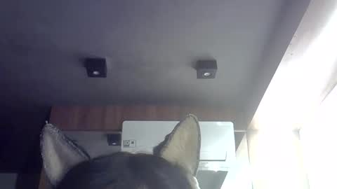 skinnykittencam online show from May 2026 09:29:02 AM