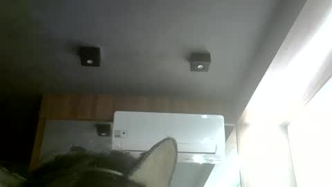 skinnykittencam online show from May 2026 08:21:02 PM