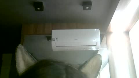 skinnykittencam online show from June 2026 02:24:02 AM