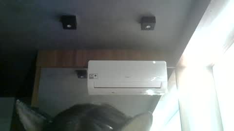 skinnykittencam online show from June 2026 08:33:02 PM