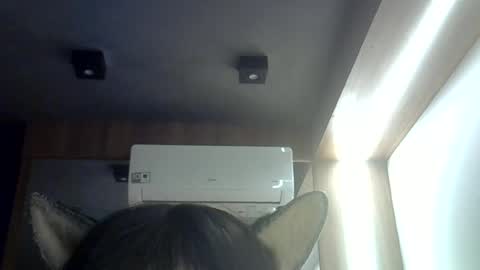 skinnykittencam online show from June 2026 08:50:01 AM