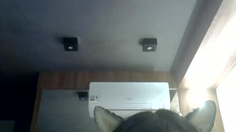 skinnykittencam online show from June 2026 12:04:01 AM
