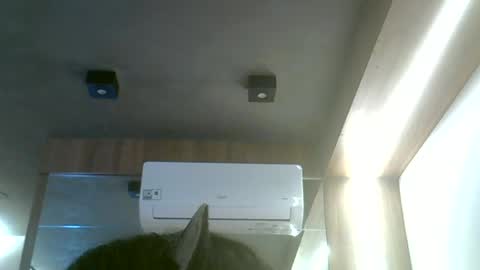 skinnykittencam online show from June 2026 12:20:02 PM