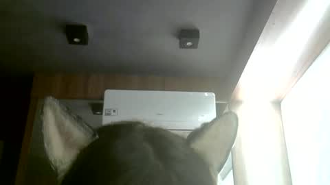 skinnykittencam online show from June 2026 03:25:01 AM