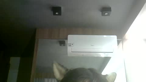 skinnykittencam online show from June 2026 03:33:01 PM