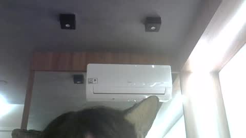skinnykittencam online show from June 2026 12:59:02 AM