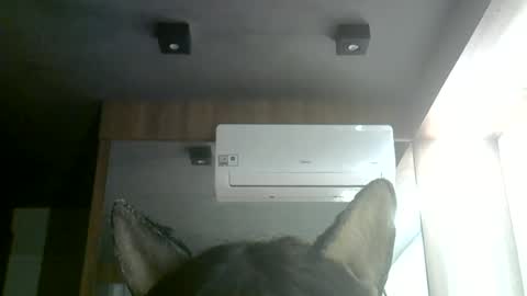 skinnykittencam online show from June 2026 01:28:02 PM