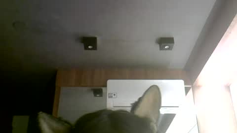 skinnykittencam online show from June 2026 12:11:01 AM