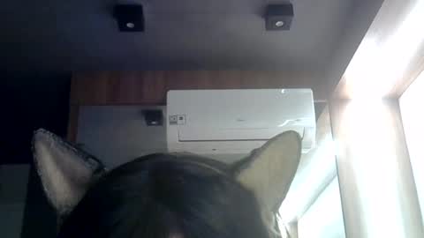 skinnykittencam online show from July 2026 08:43:01 AM