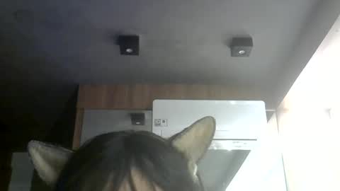 skinnykittencam online show from July 2026 06:47:02 AM