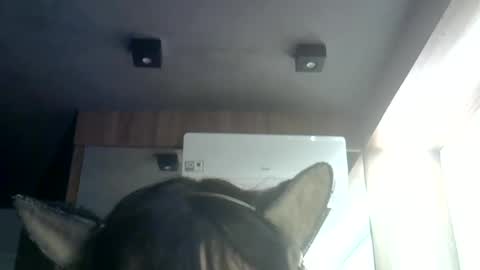 skinnykittencam online show from July 2026 07:34:01 AM