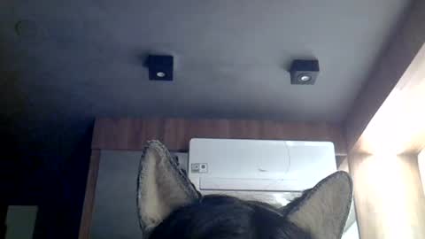 skinnykittencam online show from July 2026 07:43:01 AM