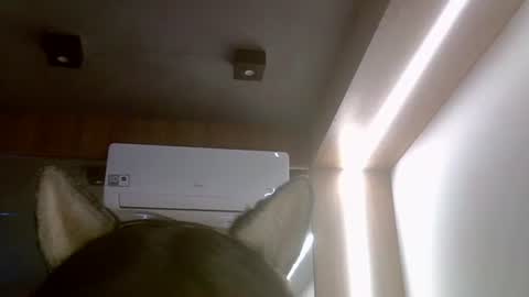 skinnykittencam online show from July 2026 05:52:01 PM