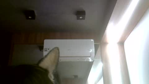 skinnykittencam online show from July 2026 11:45:01 AM