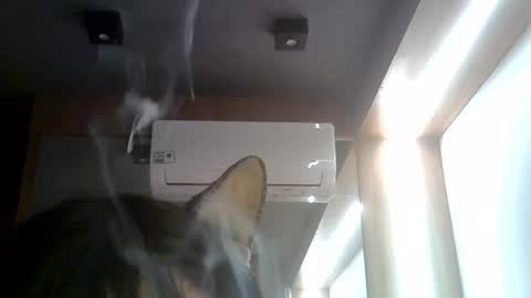 skinnykittencam online show from July 2026 02:09:01 PM