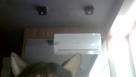 skinnykittencam online show from July 2026 06:20:01 AM