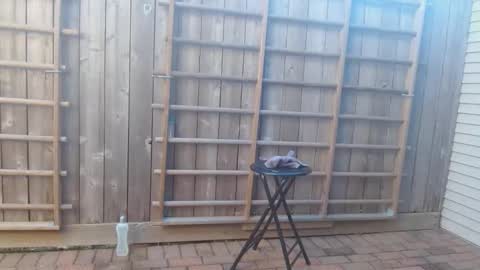 Snapshot of srtxshow chatting on December 2024 10:21:02 PM srtxshow online show from December 2024 10:21:02 PM