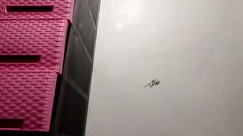 Snapshot of suzzie_hot chatting on November 2025 09:48:02 AM suzzie_hot online show from November 2025 09:48:02 AM