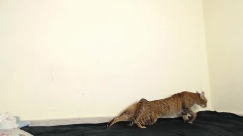 Fernanda independent model online show from April 2026 07:44:02 AM