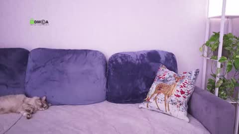 Snapshot of sweetdreamvic chatting on February 2025 08:17:01 AM Vicktorious online show from February 2025 08:17:01 AM